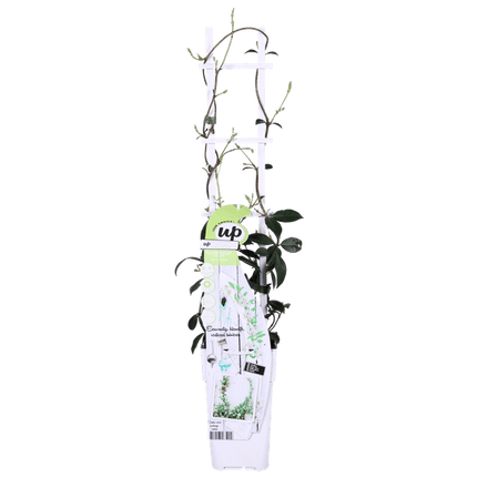 Sternjasmin Trachelospermum 'Star of Venice' – 2er - Set – ca. 65cm hoch Ø15cm – Duftende, winterharte Kletterpflanze – Immergrün – Für Balkon, Terrasse & Garten (Plant) kaufen bei Linkreich – Jetzt entdecken!