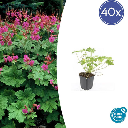 Storchschnabel Geranium macr. 'Czakor' – ↕10 - 25cm – Ø9cm – 40 Pflanzen – Tiefrosa Blüten – Robuster Bodendecker – Pflegeleicht (Plant) kaufen bei Linkreich – Jetzt entdecken!