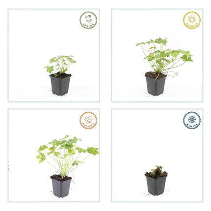 Storchschnabel Geranium macr. 'Czakor' – ↕10 - 25cm – Ø9cm – 40 Pflanzen – Tiefrosa Blüten – Robuster Bodendecker – Pflegeleicht (Plant) kaufen bei Linkreich – Jetzt entdecken!