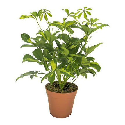 Strahlenaralie – Schefflera Gerda – Zimmerpflanze – Ø13cm – ca. 35cm hoch – pflegeleichte luftreinigende Grünpflanze für Innenräume (Plant) kaufen bei Linkreich – Jetzt entdecken!