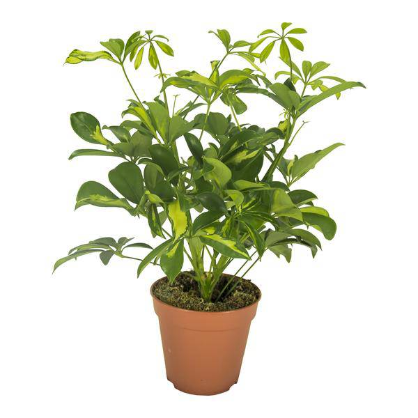 Strahlenaralie – Schefflera Gerda – Zimmerpflanze – Ø13cm – ca. 35cm hoch – pflegeleichte luftreinigende Grünpflanze für Innenräume (Plant) kaufen bei Linkreich – Jetzt entdecken!
