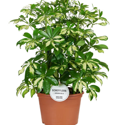 Strahlenaralie – Schefflera Gerda – Zimmerpflanze – Ø21cm – ↕55cm – Pflegeleichte Grünpflanze mit handförmigem Blattwerk – Für helle Wohn - & Arbeitsräume (Plant) kaufen bei Linkreich – Jetzt entdecken!