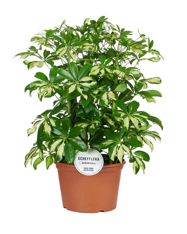 Strahlenaralie – Schefflera Gerda – Zimmerpflanze – Ø21cm – ↕55cm – Pflegeleichte Grünpflanze mit handförmigem Blattwerk – Für helle Wohn - & Arbeitsräume (Plant) kaufen bei Linkreich – Jetzt entdecken!