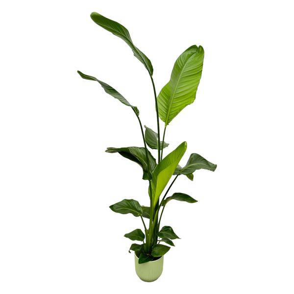 Strelitzia Nicolai – Baum - Strelitzie – Zimmerpflanze ca. 130cm – ø18cm – inkl. Pflanzgefäß Vibes Fold Grün – Weißer Paradiesvogel – Tropische Grünpflanze für Wohnzimmer, Büro & Wintergarten (Plant) kaufen bei Linkreich – Jetzt entdecken!