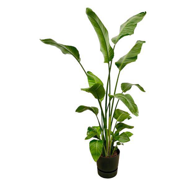 Strelitzia Nicolai – Baum - Strelitzie – Zimmerpflanze ca. 180cm – ø30cm – inkl. Pflanzgefäß Greenville Schwarz – Weißer Paradiesvogel – Große tropische Grünpflanze für Wohnzimmer, Büro & Wintergarten (Plant) kaufen bei Linkreich – Jetzt entdecken!