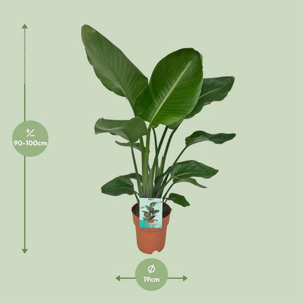 Strelitzia Nicolai – Paradiesvogelpflanze – Ø19cm x H90cm – Tropische Zimmerpflanze mit großen, grünen Blättern – Pflegeleicht – Für helle, halbschattige Standorte (Plant) kaufen bei Linkreich – Jetzt entdecken!