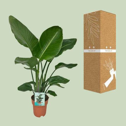 Strelitzia Nicolai – Paradiesvogelpflanze – Ø19cm x H90cm – Tropische Zimmerpflanze mit großen, grünen Blättern – Pflegeleicht – Für helle, halbschattige Standorte (Plant) kaufen bei Linkreich – Jetzt entdecken!