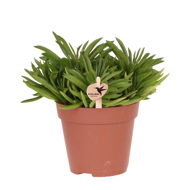 Sukkulente Happy Beam – pflegeleichte grüne Zimmerpflanze – Ø12cm – Frische Pflanze direkt vom Züchter – Ideal für Zuhause & Büro (Plant) kaufen bei Linkreich – Jetzt entdecken!