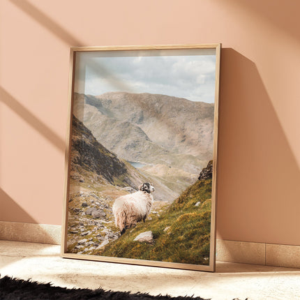 Old Man of Coniston Herdwick Sheep Print – Lake District Wall Art