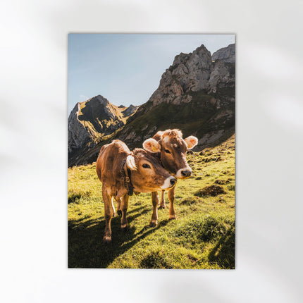 Alpine Cows, Appenzell, Switzerland