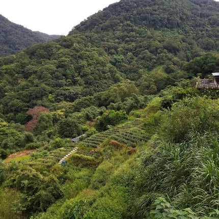 Tie Guan Yin aus Muzha Taiwan