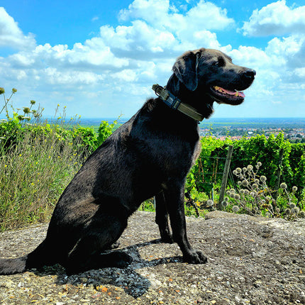 Taktisches Hundehalsband mit Namen und Griff, gratis Gravur auf Schnalle