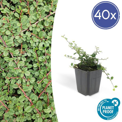 Teppichmispel Cotoneaster prostratus 'Königin der Teppiche' – ↕10 - 25cm – Ø9cm – 40 Pflanzen – Robuster Bodendecker – Weiße Blüten & rote Beeren – Sonne & Schatten – Pflegeleicht (Plant) kaufen bei Linkreich – Jetzt entdecken!