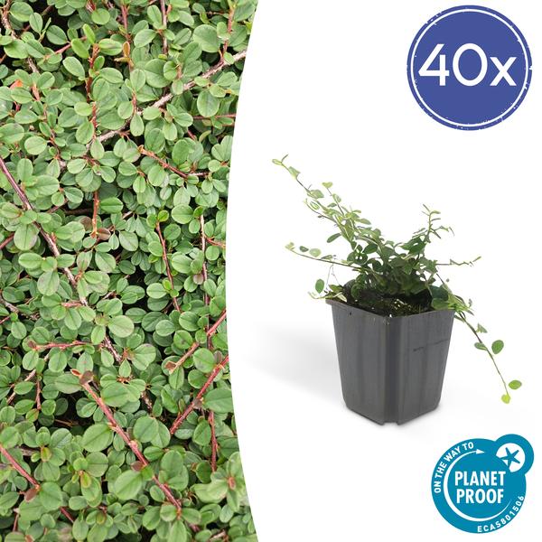 Teppichmispel Cotoneaster prostratus 'Königin der Teppiche' – ↕10 - 25cm – Ø9cm – 40 Pflanzen – Robuster Bodendecker – Weiße Blüten & rote Beeren – Sonne & Schatten – Pflegeleicht (Plant) kaufen bei Linkreich – Jetzt entdecken!