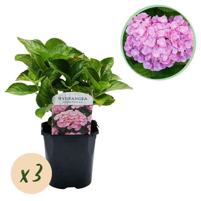 Hortensie Hydrangea macrophylla Rosa – 3 Pflanzen für 1 m² – Ø17cm – ↕30cm – Sommerblüher – Pflegeleicht & laubabwerfend