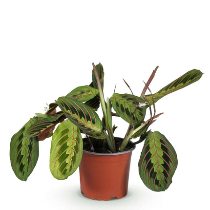 Maranta Fascinator Tricolour Gebetsblatt – Haustierfreundliche Zimmerpflanze 12cm – Höhe ca.25cm