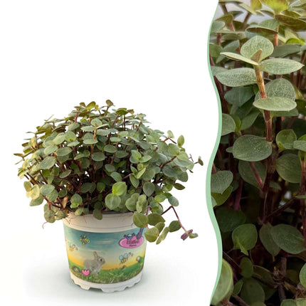 Callisia repens Schildkrötenpflanze – Haustierfreundliche Zimmerpflanze 12cm – Höhe ca.14cm