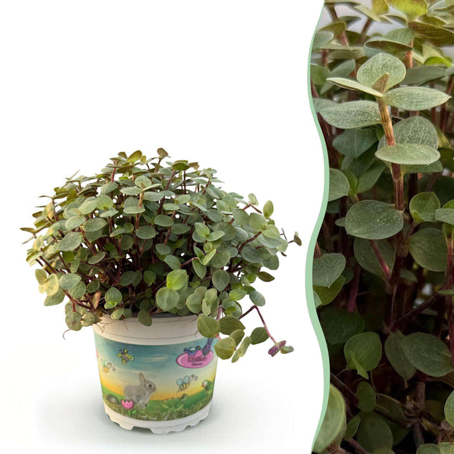 Callisia repens Schildkrötenpflanze – Haustierfreundliche Zimmerpflanze 12cm – Höhe ca.14cm