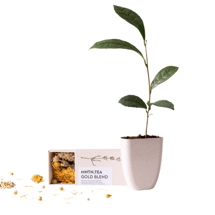 Teepause Geschenkset – Bio Gold Blend Tee & Baby-Teepflanze Camellia sinensis – Briefkastengeschenk – Nachhaltig & plastikfrei – Inkl. Pflegetipps – Für Teeliebhaber