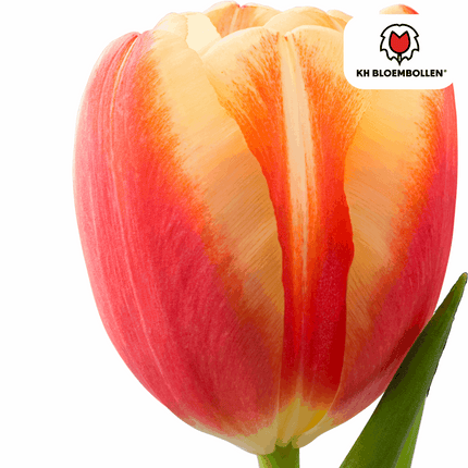 Tulpenzwiebeln Jan Seignette – 20 Blumenzwiebeln – Rot-gelb gestreifte Tulpe – Klassisch & auffällig – Für Garten & Topf