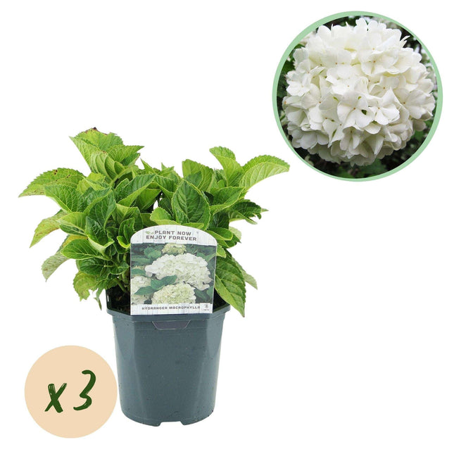 Hortensie Hydrangea macrophylla Weiß – 3 Pflanzen – Blüte in Weiß – Ø17cm – ↕30cm – Sommerblüher – Laubabwerfend – Pflegeleicht – Ideal für Beete & Töpfe