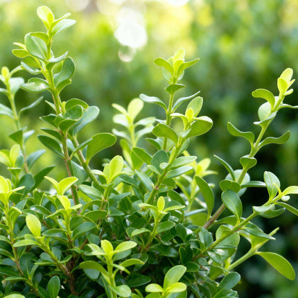 BetterBuxus Babylon Beauty Heckenpflanzen Set – 16 Pflanzen für ca.2lfm Hecke – 20-25cm Höhe – 9cm – Resistent gegen Buxuskrankheit & Buxusmot