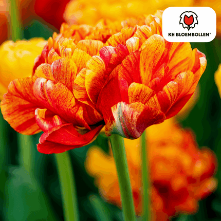 Tulpenzwiebeln Gudoshnik Double – 20 Blumenzwiebeln – Gefüllte Tulpe in Gelb, Orange & Rot – Pfingstrosenartig & farbintensiv – Für Garten oder Topf