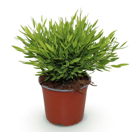 Bambus Pogonatherum Monica Bambusgras – Haustierfreundliche Zimmerpflanze 12cm – Höhe ca.20cm – Grünpflanze für Wohnzimmer Büro & Homeoffice