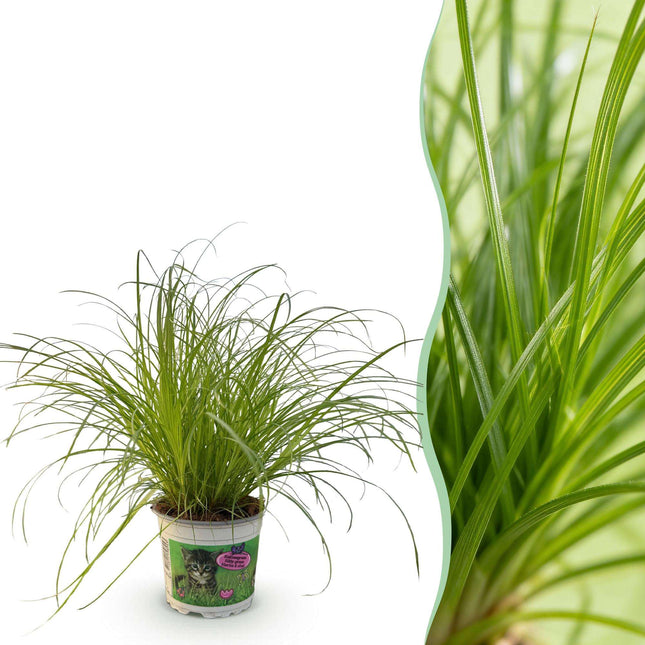 Cyperus alternifolius Zumula Katzenpflanze – Haustierfreundliche Zimmerpflanze 12cm – Höhe ca.20cm – Grünpflanze für Wohnzimmer Büro & Fensterbank