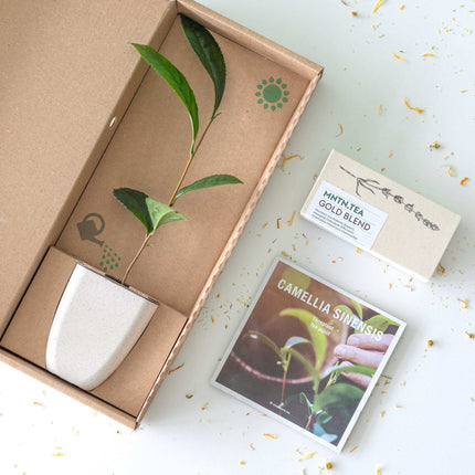 Teepause Geschenkset – Bio Gold Blend Tee & Baby-Teepflanze Camellia sinensis – Briefkastengeschenk – Nachhaltig & plastikfrei – Inkl. Pflegetipps – Für Teeliebhaber