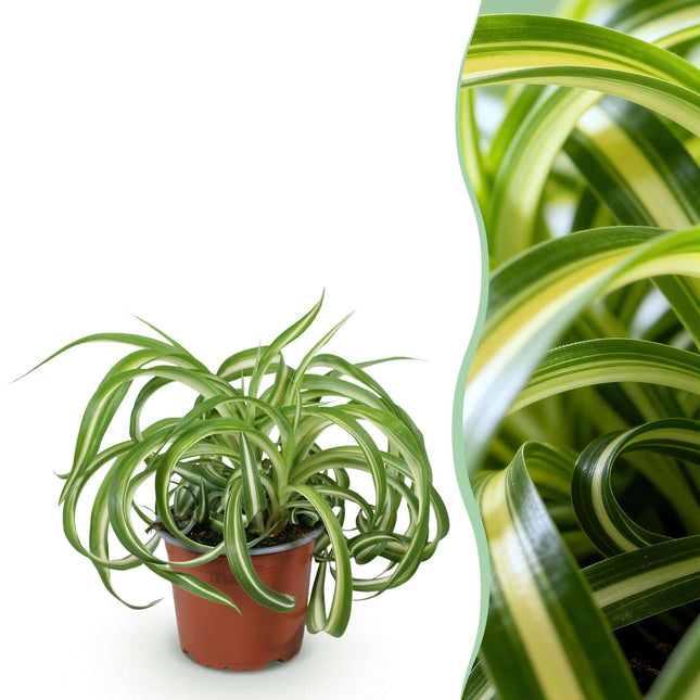 Grünlilie Chlorophytum comosum Bonnie Lockige Graslilie – Haustierfreundliche Zimmerpflanze im 12cm Topf – Höhe ca.20cm