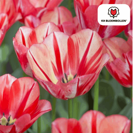 Tulpenzwiebeln Spryng Break – 20 Blumenzwiebeln – Rot-orange Tulpe – Feurig & auffällig – Für Garten & Topf