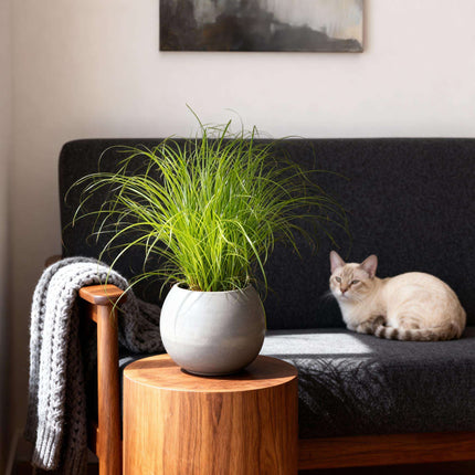Cyperus alternifolius Zumula Katzenpflanze – Haustierfreundliche Zimmerpflanze 12cm – Höhe ca.20cm – Grünpflanze für Wohnzimmer Büro & Fensterbank