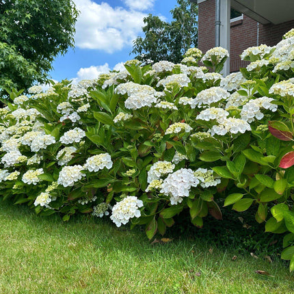Hortensie Hydrangea macrophylla Weiß – 3 Pflanzen – Blüte in Weiß – Ø17cm – ↕30cm – Sommerblüher – Laubabwerfend – Pflegeleicht – Ideal für Beete & Töpfe