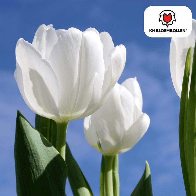 Catherina Tulpenzwiebeln – 20 Stück – Reinweiße Frühlingsblüher – Tulipa „Catherina“ – Für Garten & Topf – Blüte April–Mai