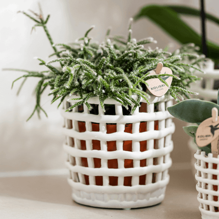 Mesh Ziertopf Ø9cm – Moderner Pflanztopf mit Strukturdesign – Dekorativer Übertopf für Zimmerpflanzen & Kräuter