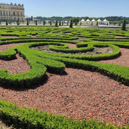 BetterBuxus Babylon Beauty Heckenpflanzen – 12 Pflanzen für 2lfm Hecke – 30-35cm Höhe – 13cm – Resistent gegen Buxus