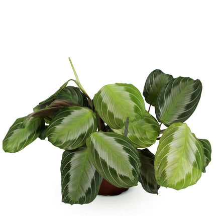 Maranta Fascinator Silverband Gebetspflanze – Haustierfreundliche Zimmerpflanze 12cm – Höhe ca.25cm
