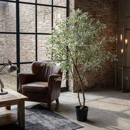 Ficus Benjamina Variegata Kunstpflanze 185cm – Große Buntlaub Birkenfeige Deko Pflanze