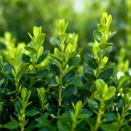 BetterBuxus Babylon Beauty Heckenpflanzen – 12 Pflanzen für 2lfm Hecke – 30-35cm Höhe – 13cm – Resistent gegen Buxus