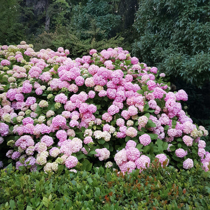 Hortensie – Hydrangea macrophylla Rosa – Blüte Rosa – Ø17cm – ↕30cm – Blühpflanze für Garten & Topf – Pflegeleicht & Laubabwerfend