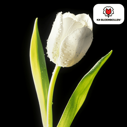 Catherina Tulpenzwiebeln – 20 Stück – Reinweiße Frühlingsblüher – Tulipa „Catherina“ – Für Garten & Topf – Blüte April–Mai