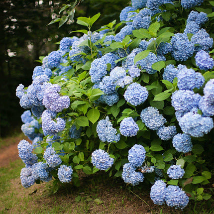 Hortensie Hydrangea macrophylla Blau – 3 Pflanzen – Blüte in Blau – Ø17cm – ↕30cm – Sommerblüher – Pflegeleicht – Für Halbschatten – Ideal für Garten & Kübel