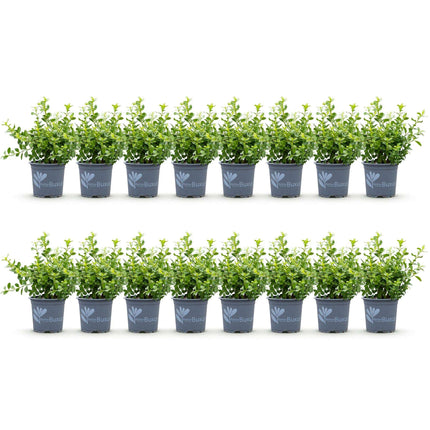 BetterBuxus Babylon Beauty Heckenpflanzen Set – 16 Pflanzen für ca.2lfm Hecke – 20-25cm Höhe – 9cm – Resistent gegen Buxuskrankheit & Buxusmot