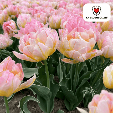 Tulpenzwiebeln Password – 20 Blumenzwiebln – Rosa gefüllte Tulpe – Zart & romantisch – Für Garten & Topf