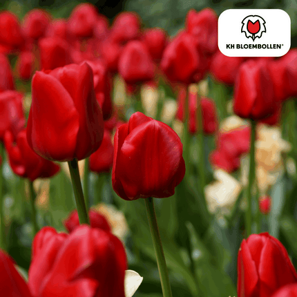 Tulpenzwiebeln Ile de France – 20 Blumenzwiebeln – Tiefrote Tulpe – Klassisch, elegant & robust – Für Garten oder Topf