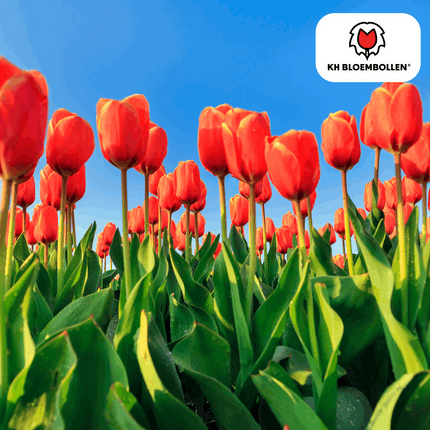 Tulpenzwiebeln Dafeng – 20 Stück – Orangefarbene Tulpen – Großblumig & elegant – Für Garten, Topf & Balkon