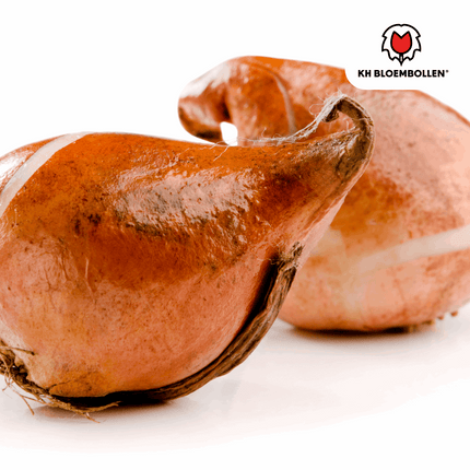 Tulpenzwiebeln Spryng Break – 20 Blumenzwiebeln – Rot-orange Tulpe – Feurig & auffällig – Für Garten & Topf