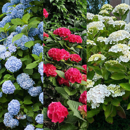 Hortensie Hydrangea macrophylla Tricolour – 3 Pflanzen in Rosa, Blau & Weiß – Ø17cm – ↕30cm – Blüte Juni–September – Laubabwerfend – Pflegeleicht & winterhart