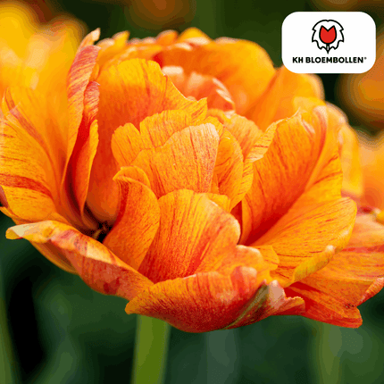 Tulpenzwiebeln Gudoshnik Double – 20 Blumenzwiebeln – Gefüllte Tulpe in Gelb, Orange & Rot – Pfingstrosenartig & farbintensiv – Für Garten oder Topf